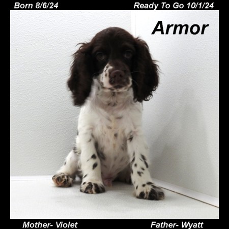 puppy, for, sale, Cocker Spaniel, Joe & Cherri  Overlease, dog, breeder, Miller, MO, dog-breeder, puppy-for-sale, forsale, nearby, find, puppyfind, locator, puppylocator, aca